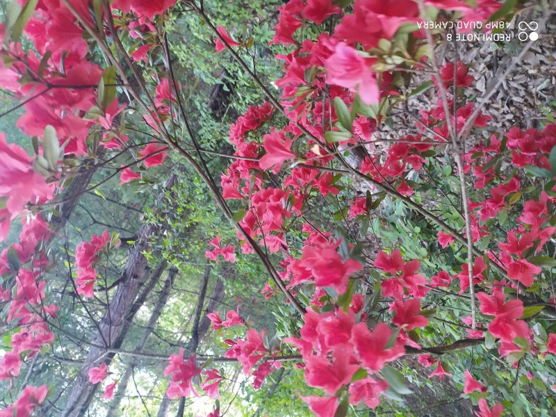 贵州毕节古夜郎大地野生中药材满山红根茎叶入药