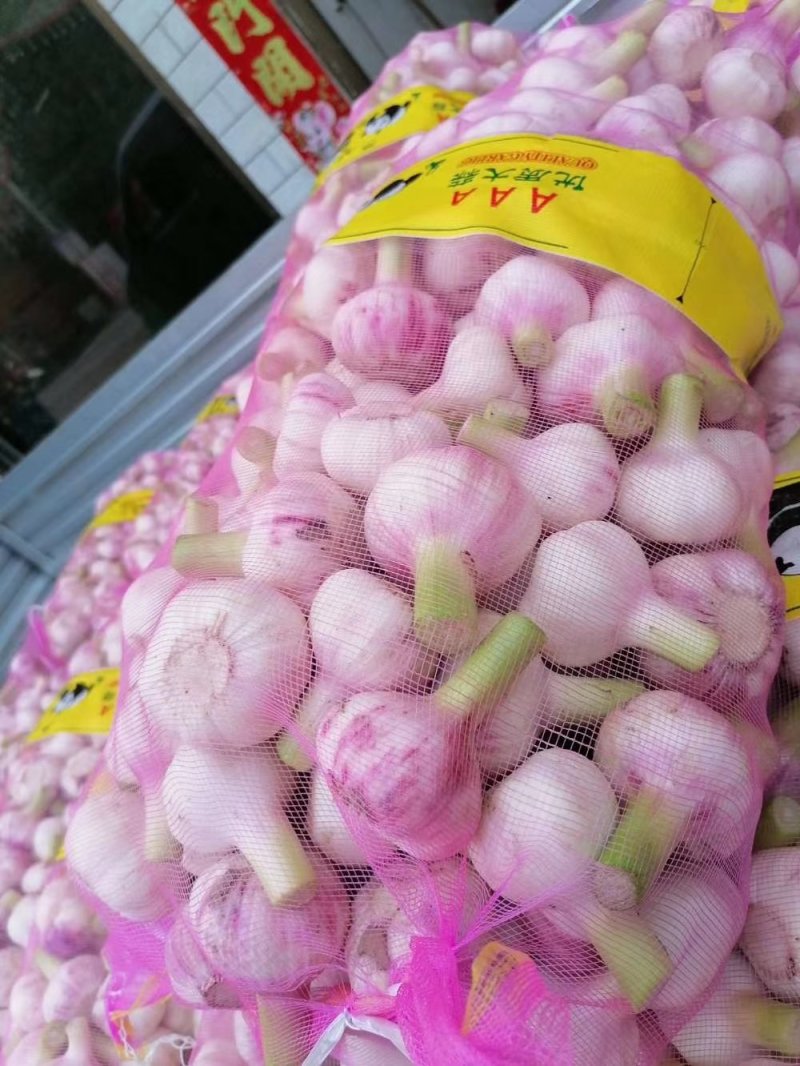 商丘商丘大蒜现在大量出货中，代收代发全国接单中需要的老板