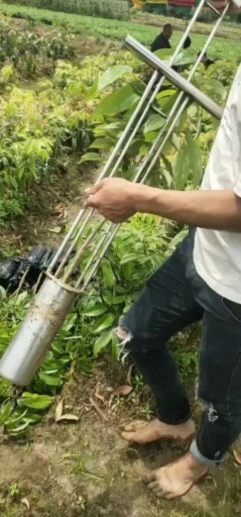妃子笑荔枝苗，鸡嘴荔枝苗，无核荔枝苗