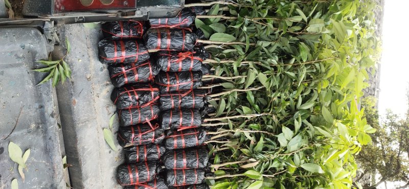 妃子笑荔枝苗，鸡嘴荔枝苗，无核荔枝苗