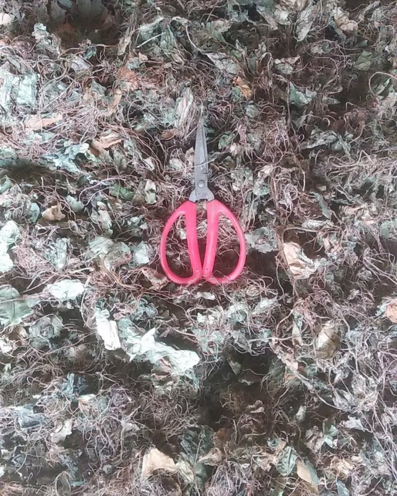 贵州水洗晒干野生药材虎耳草干货虎儿草无硫无杂质产地直发