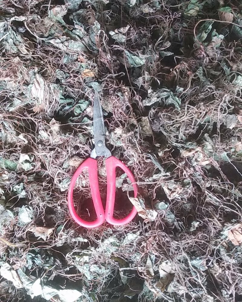 贵州水洗晒干野生药材虎耳草干货虎儿草无硫无杂质产地直发