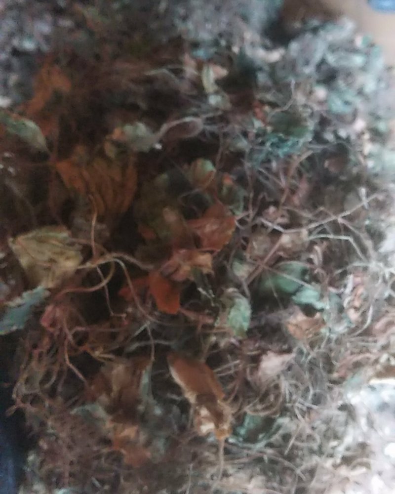 贵州水洗晒干野生药材虎耳草干货虎儿草无硫无杂质产地直发