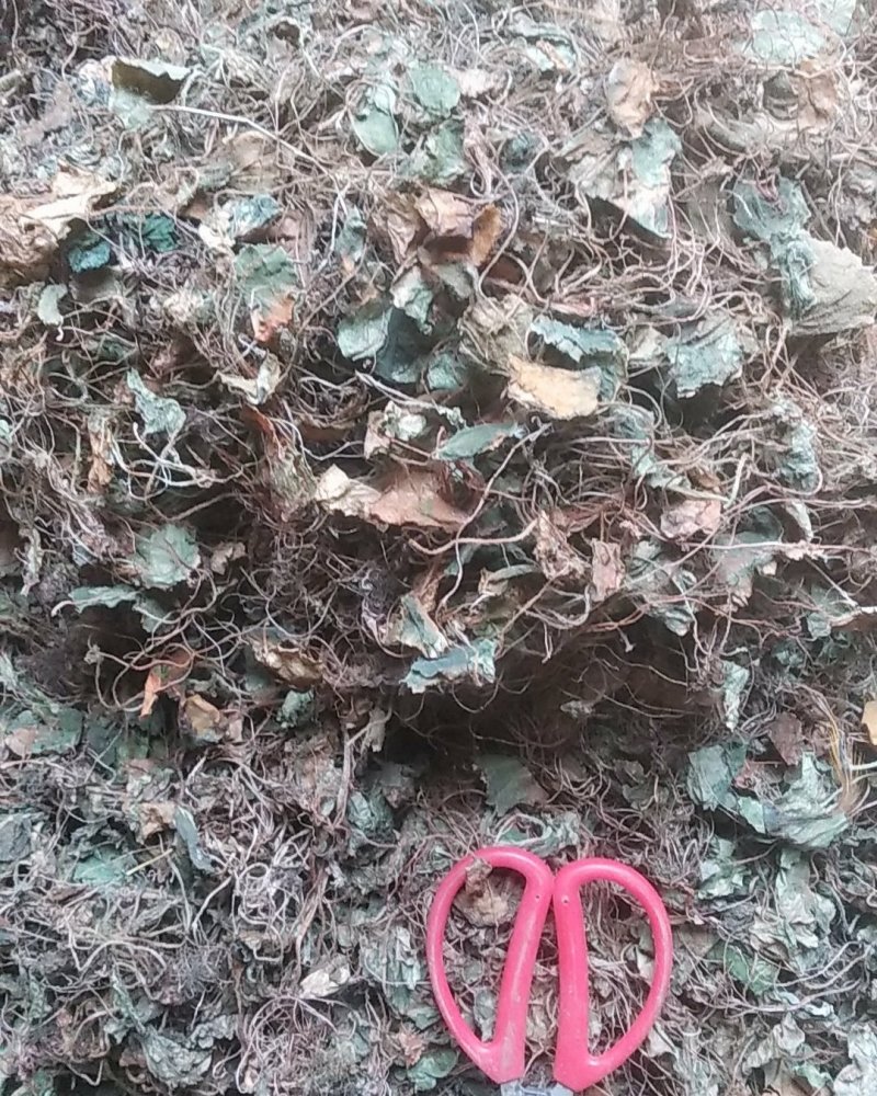 贵州水洗晒干野生药材虎耳草干货虎儿草无硫无杂质产地直发