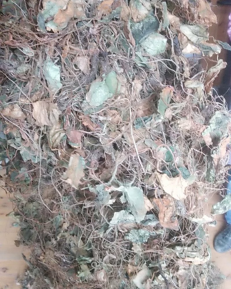 贵州水洗晒干野生药材虎耳草干货虎儿草无硫无杂质产地直发