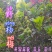 贵州毕节古夜郎大地野生中药材野杨梅野生杨梅树根茎叶