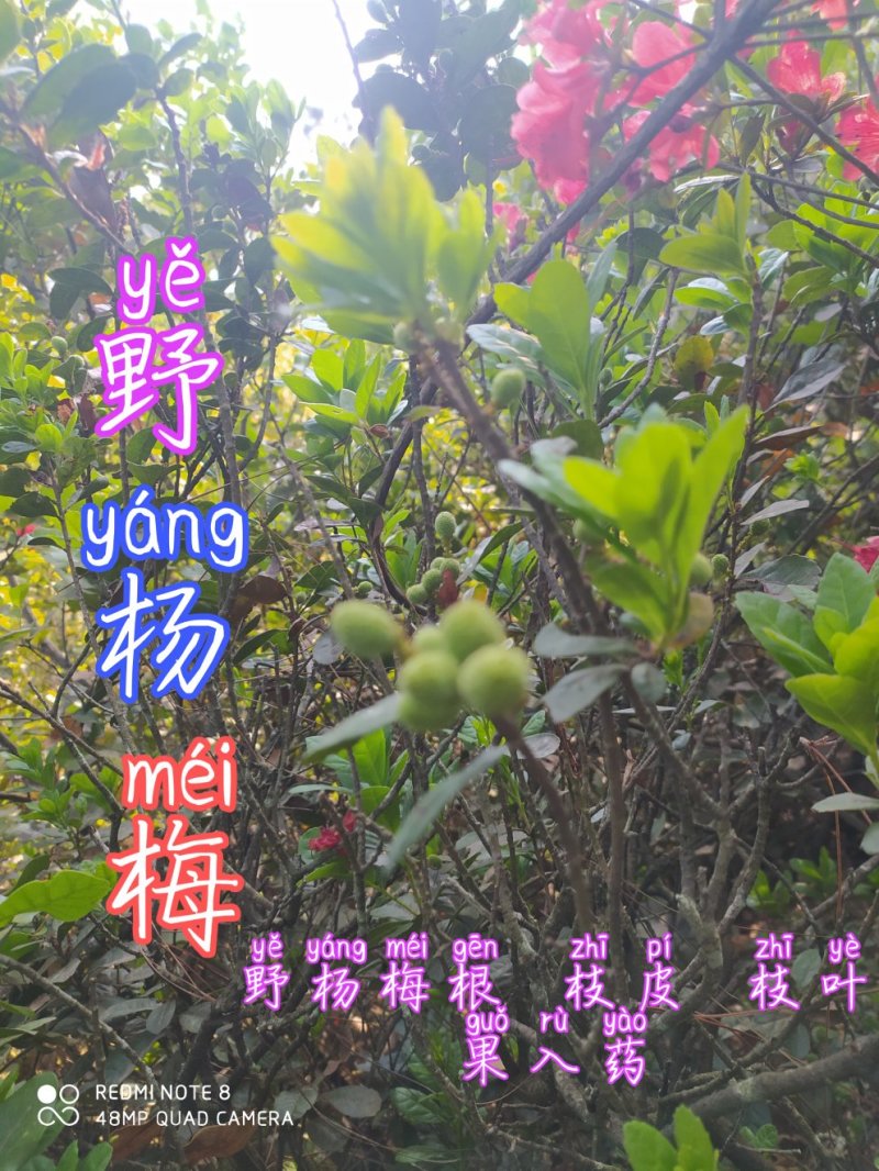 贵州毕节古夜郎大地野生中药材野杨梅野生杨梅树根茎叶