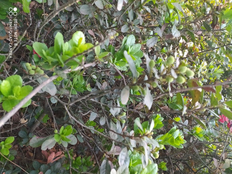 贵州毕节古夜郎大地野生中药材野杨梅野生杨梅树根茎叶