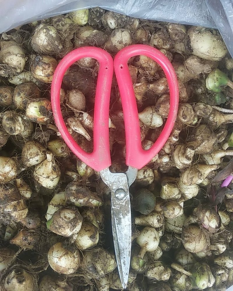 贵州野生毛慈菇生货新鲜山慈菇非干货可种植可加工