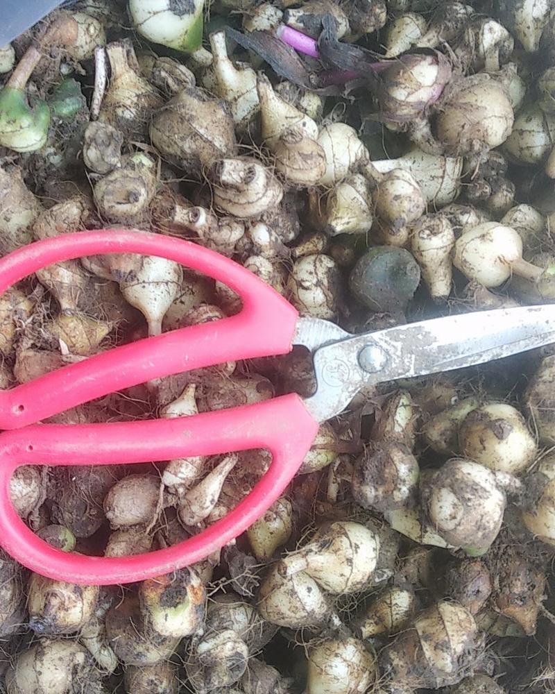 贵州野生毛慈菇生货新鲜山慈菇非干货可种植可加工