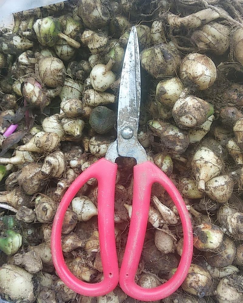 贵州野生毛慈菇生货新鲜山慈菇非干货可种植可加工