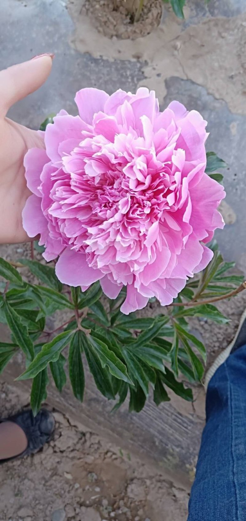 甘肃芍药种植基地芍药切花零售包邮