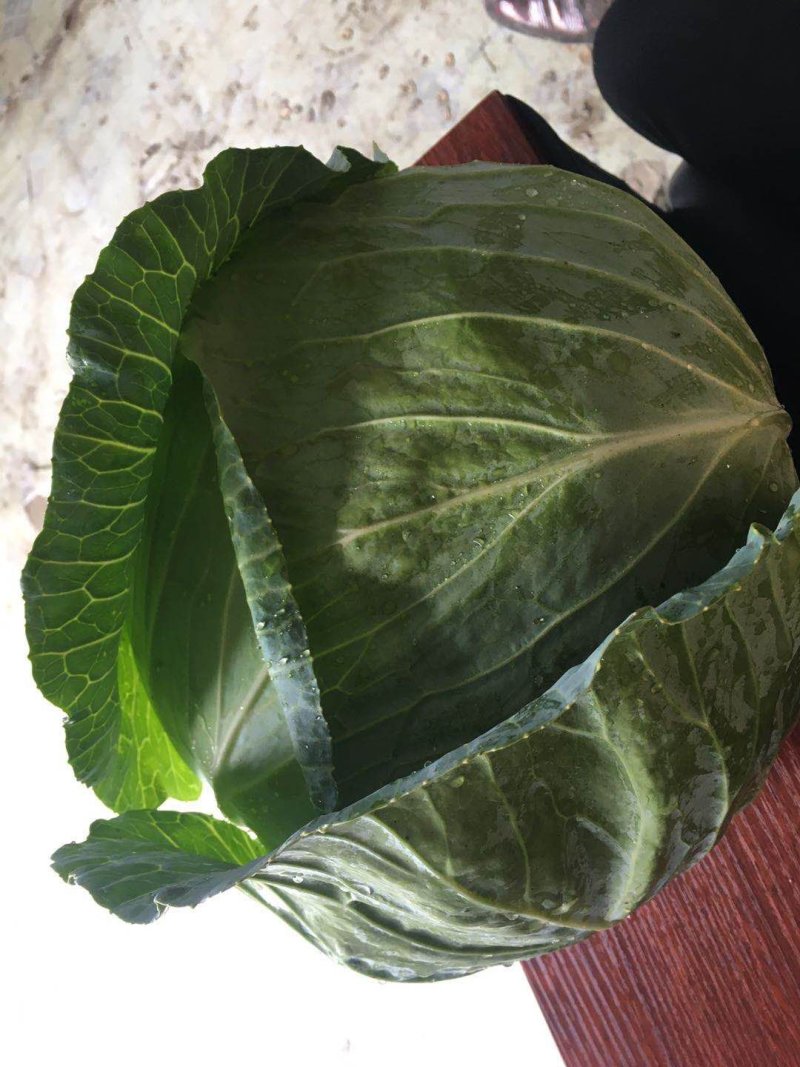 基地平莲花白圆甘蓝紧包脆包