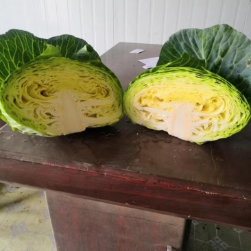 基地平莲花白圆甘蓝紧包脆包