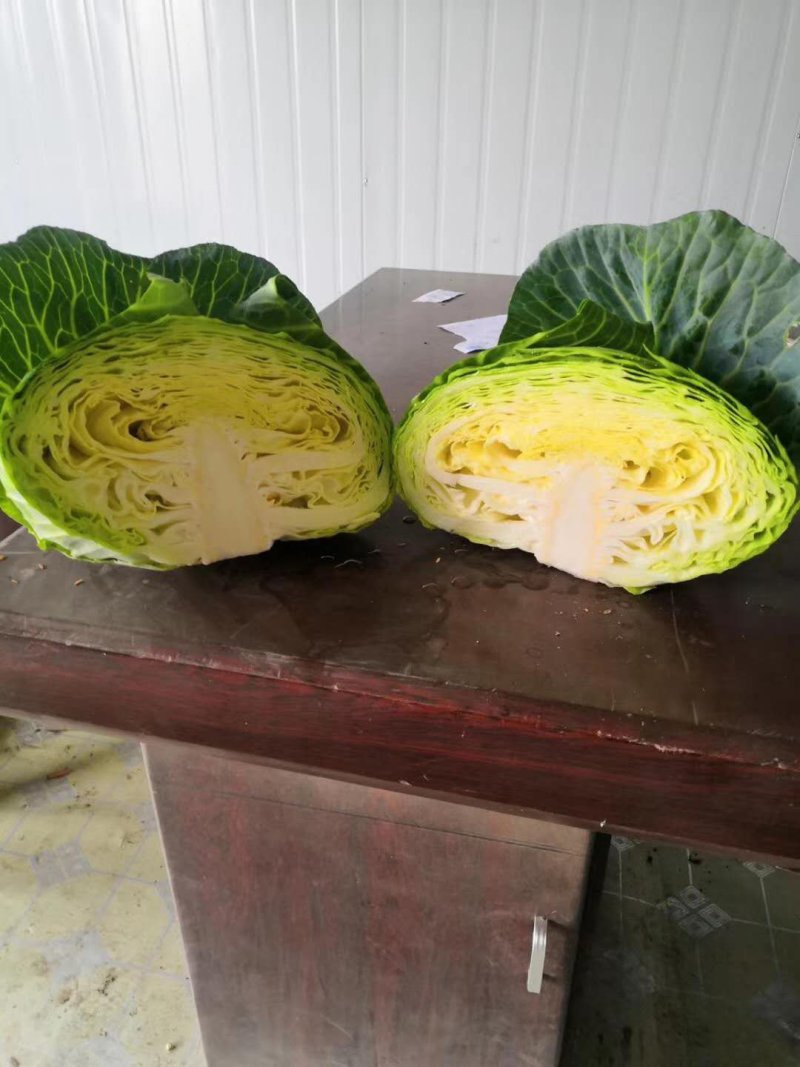 基地平莲花白圆甘蓝紧包脆包