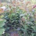 油茶苗，山油茶杯苗，基地直销量大从优欢迎购买