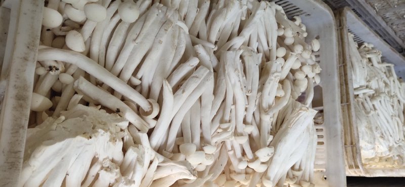 海鲜菇蘑菇农产品食用菌干货土特产酒店食材