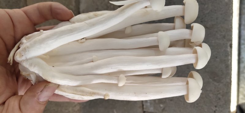 海鲜菇蘑菇农产品食用菌干货土特产酒店食材