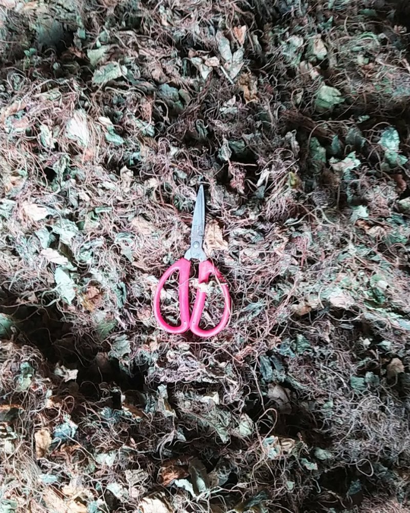 贵州铜仁野生虎耳草干货无杂质多种规格产地直发一手货源