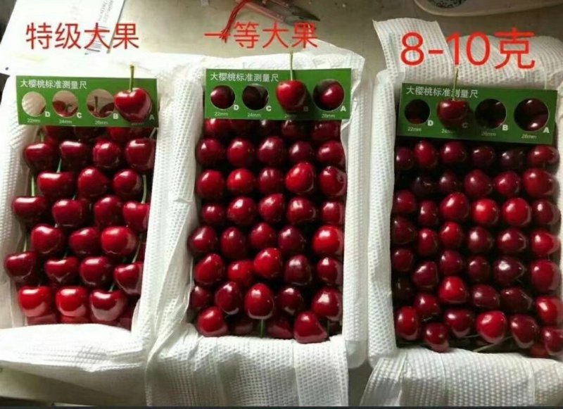 美早大樱桃大果产地直销价位低质量高产地直销大量供货，