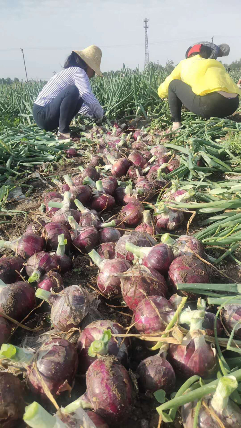 洋葱赤足绣品。降云紫皮圆葱代发全国，货源充足