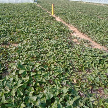 大田脱毒西瓜红商薯19，龙薯九号红薯苗基地直供苗粗壮匀