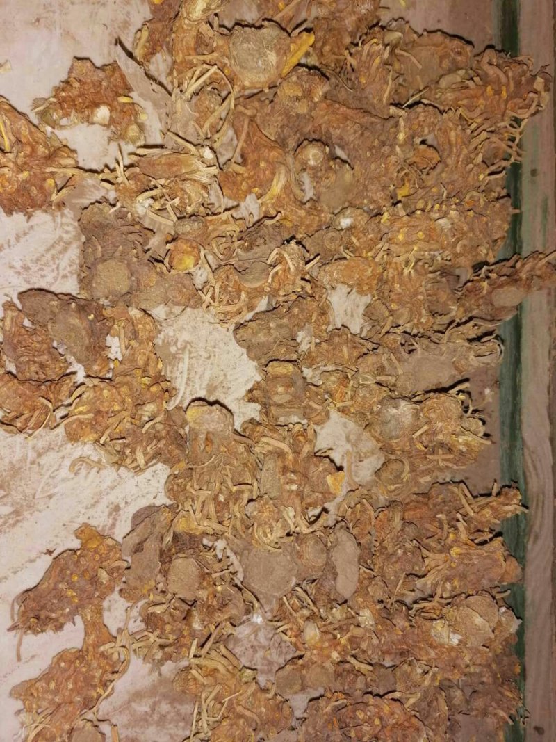 中药材，鲜货射干通货！