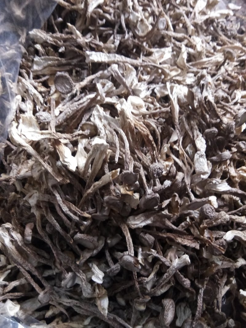 【优质】古田鹿茸菇大量批发，欢迎广大老板们来店选购