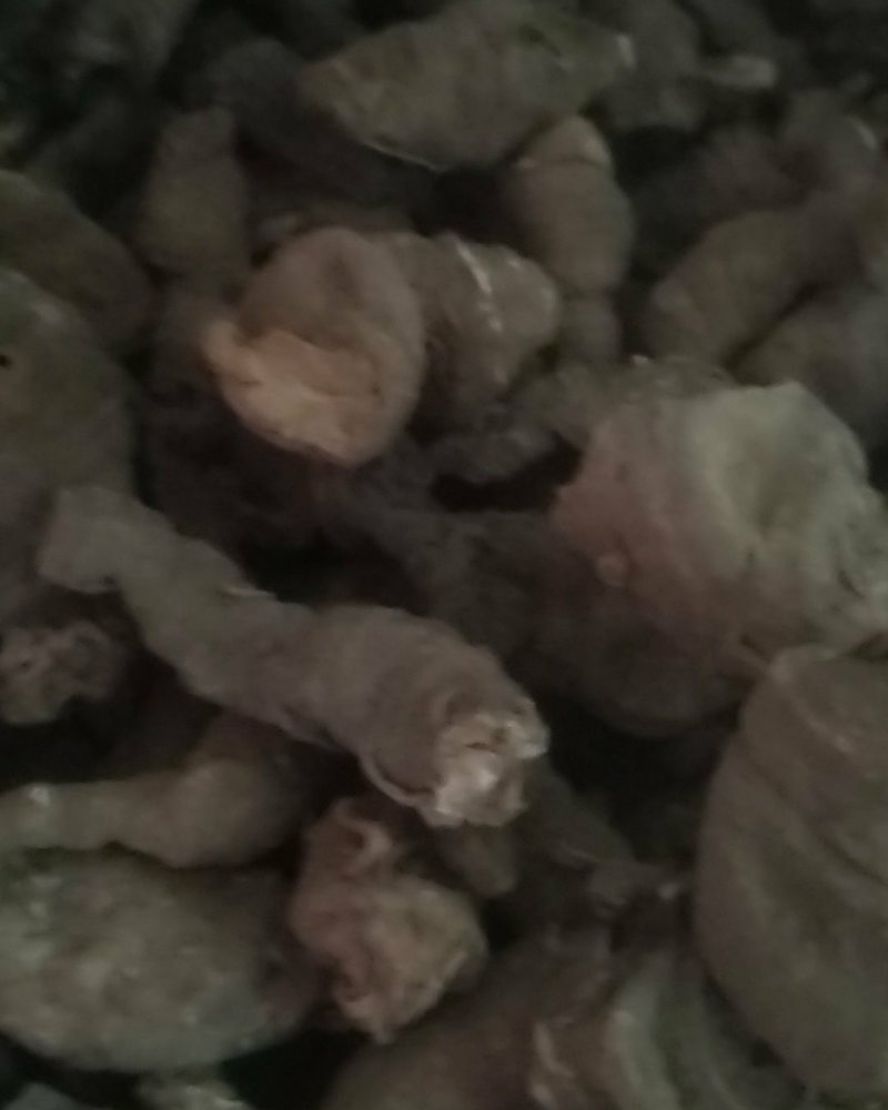 正宗野生重楼（七叶一花）