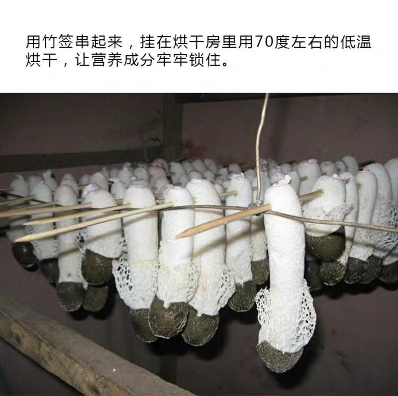 贵州竹笙织金红托短裙竹荪黑头自产自销产地一手货源