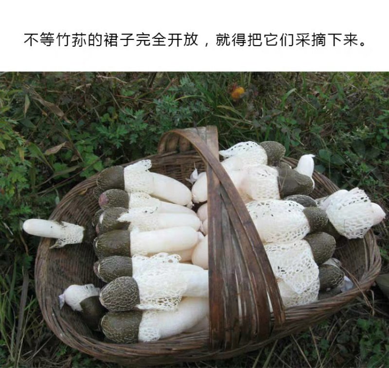 贵州竹笙织金红托短裙竹荪黑头自产自销产地一手货源