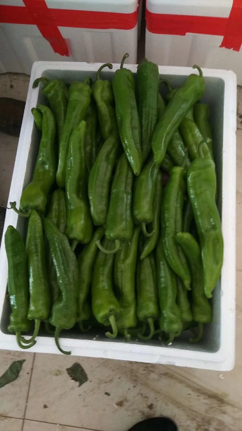 好尖椒