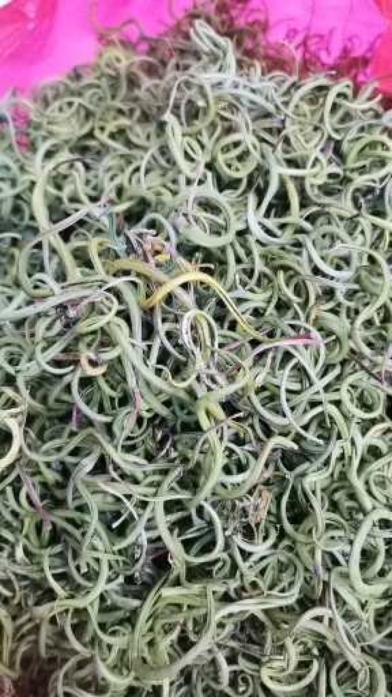 野生化石草