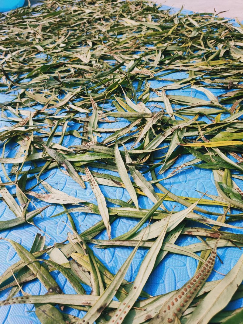 野生化石草