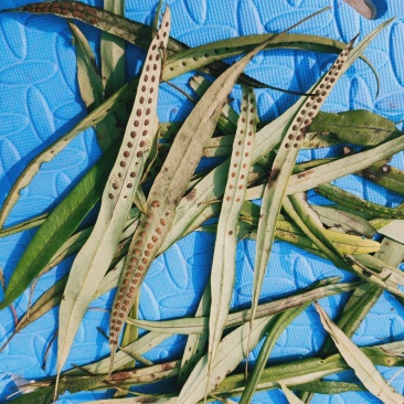 野生化石草