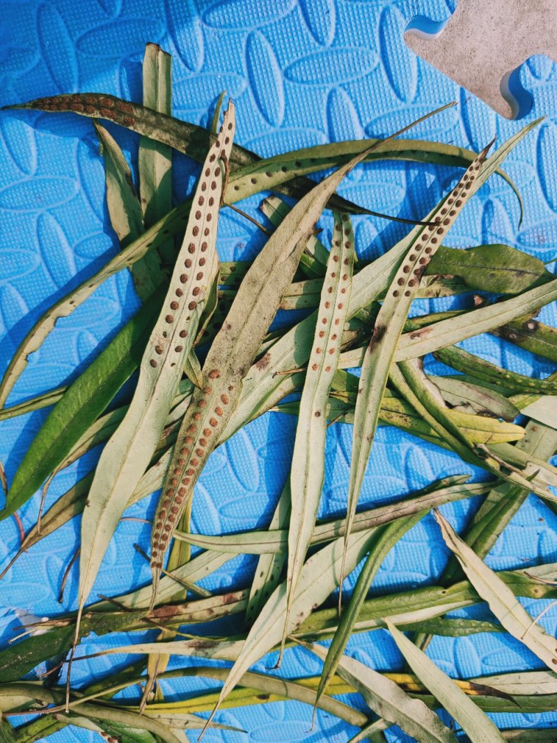 野生化石草
