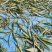 野生化石草
