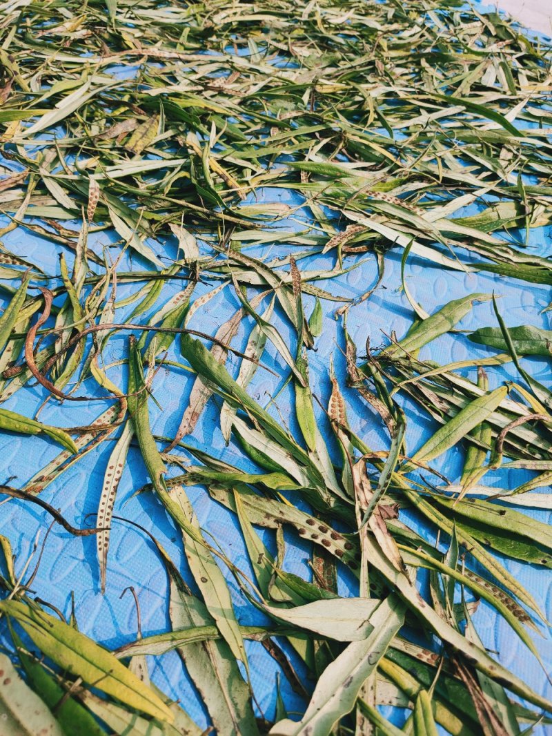 野生化石草