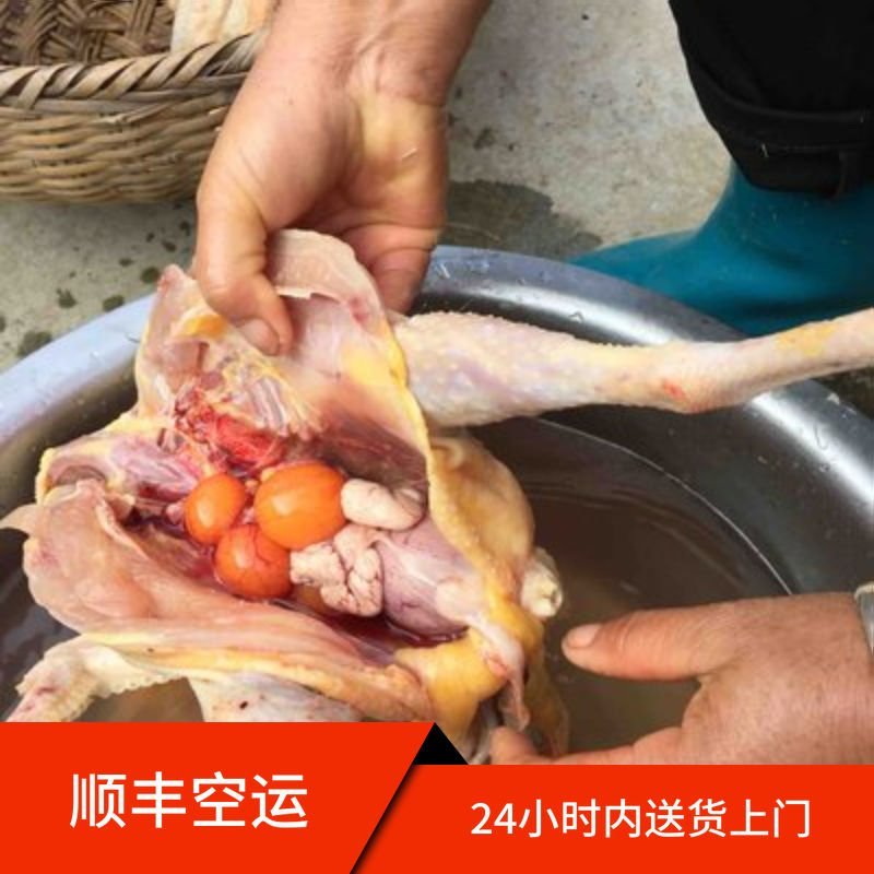 老母鸡农家散养土鸡山地放养鸡月子鸡