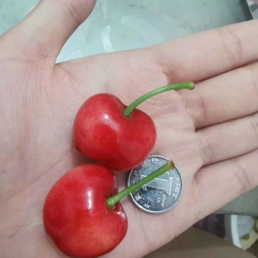 樱桃来喽