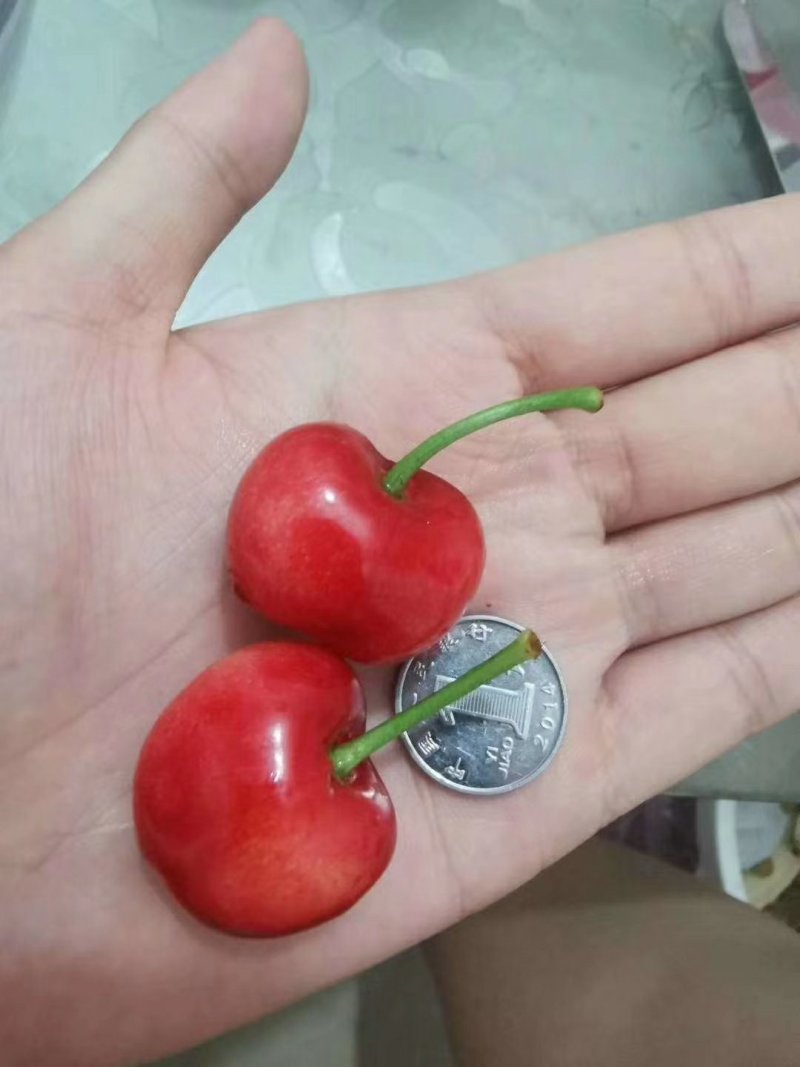 樱桃来喽