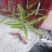 纯野生。芒萁