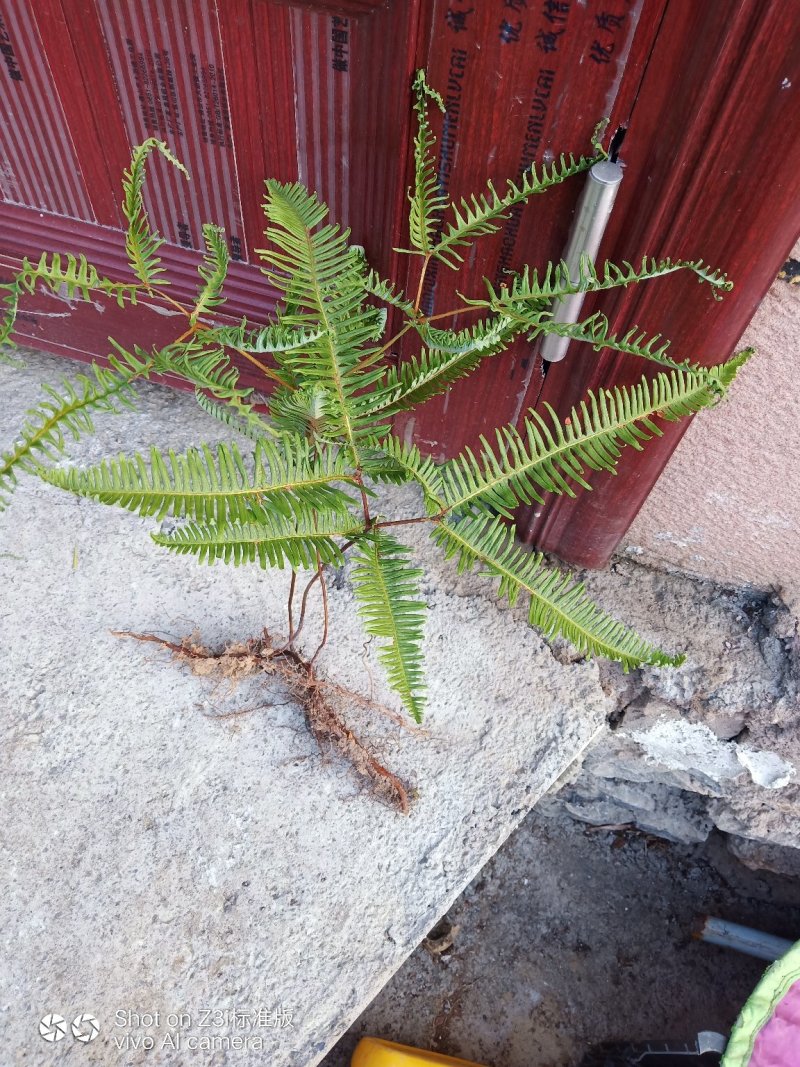 纯野生。芒萁