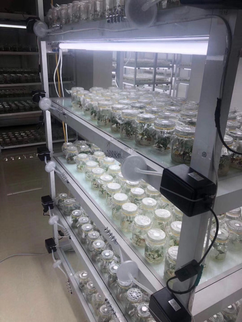 原种秦薯8号原种优质良种红薯苗香蕉红薯高品质产品好