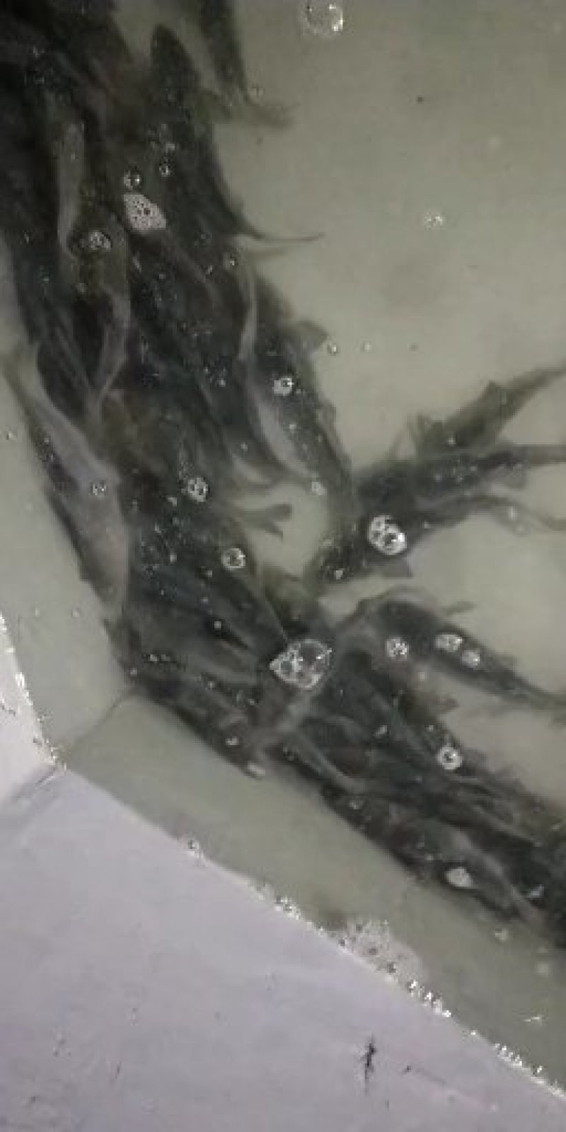 胭脂鱼，成品胭脂，提供养殖技术服务，量大可以免费送货。