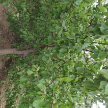 精品杏树，占地杏树，工程项目梨树。货量充足。