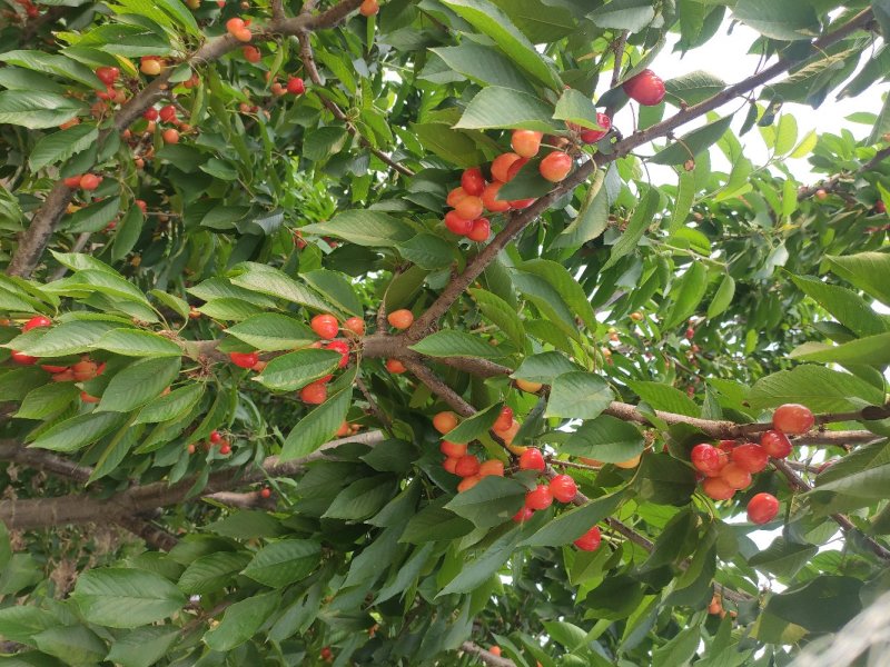 精品杏树，占地杏树，工程项目梨树。货量充足。