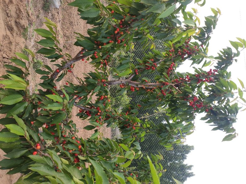 精品杏树，占地杏树，工程项目梨树。货量充足。
