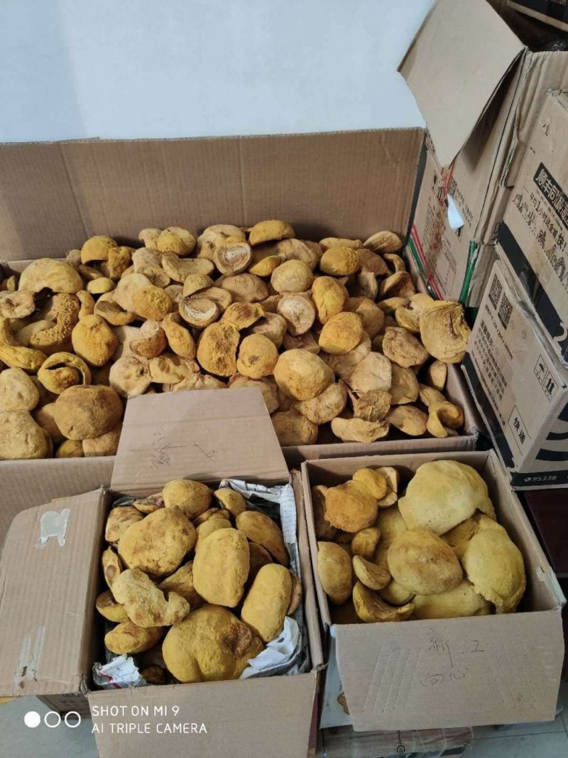 出售羊肚菌，桑黄，以及菌包
