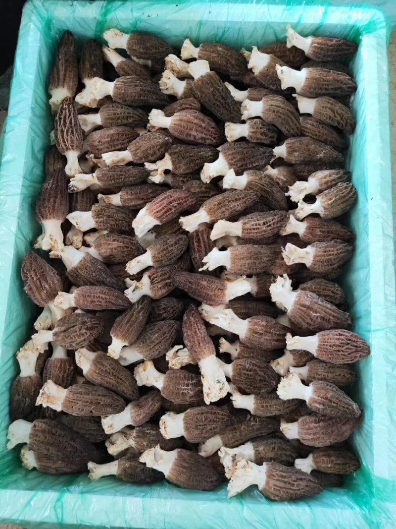 出售羊肚菌，桑黄，以及菌包